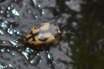 <i>Yola bicarinata</i>