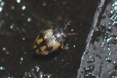 <i>Yola bicarinata</i>