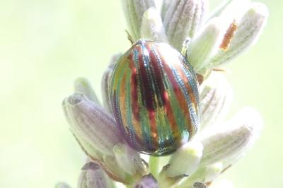 <i>Chrysolina americana</i>