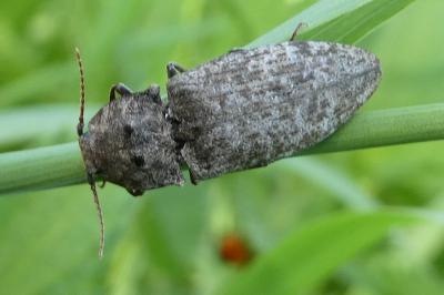 <i>Agrypnus murinus</i>