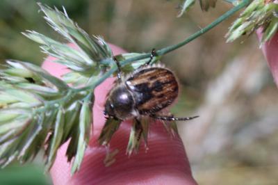 <i>Anisoplia villosa</i>