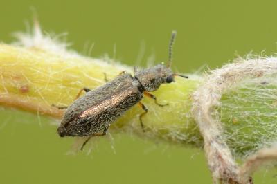 <i>Dasytes croceipes</i>