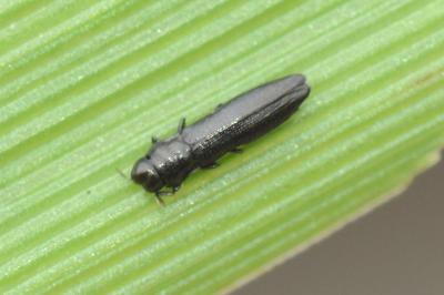 <i>Aphanisticus elongatus</i>