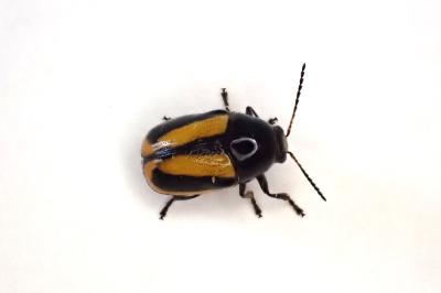 <i>Cryptocephalus vittatus</i>