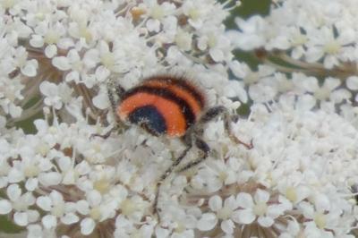 <i>Trichodes apiarius</i>