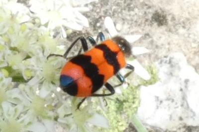 <i>Trichodes apiarius</i>