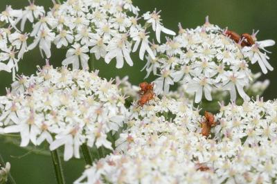 <i>Rhagonycha fulva</i>