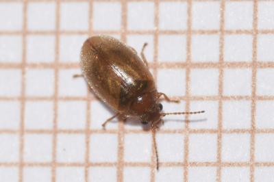 <i>Contacyphon variabilis</i>