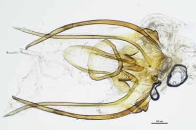 <i>Contacyphon variabilis</i>
