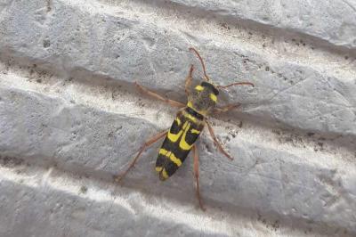 <i>Xylotrechus arvicola</i>