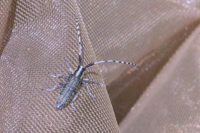 <i>Agapanthia villosoviridescens</i>