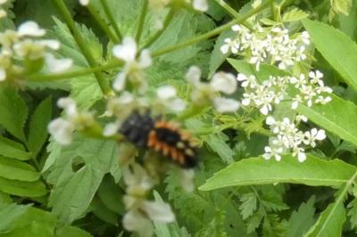 <i>Harmonia axyridis</i>