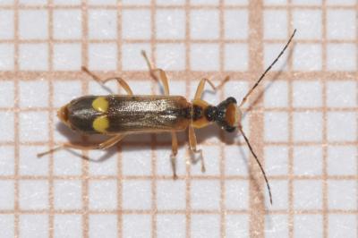 <i>Malthinus seriepunctatus</i>