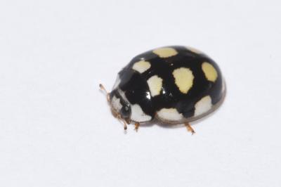 Oenopia lyncea