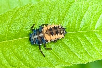 <i>Harmonia axyridis</i>