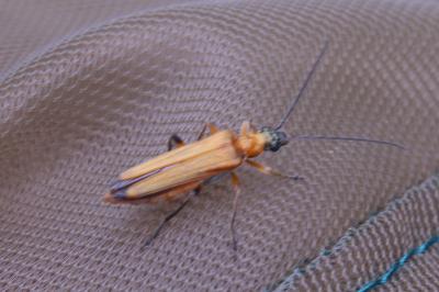 <i>Oedemera podagrariae</i>