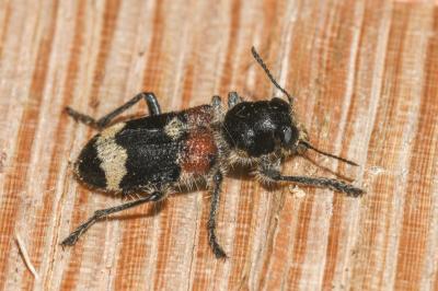 <i>Clerus mutillarius</i>