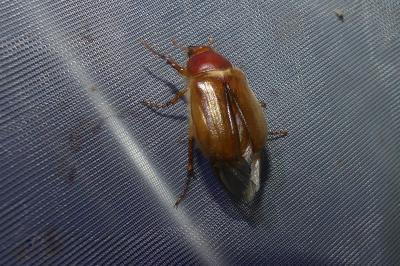 <i>Amphimallon</i>