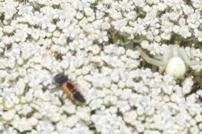 <i>Harmonia axyridis</i>