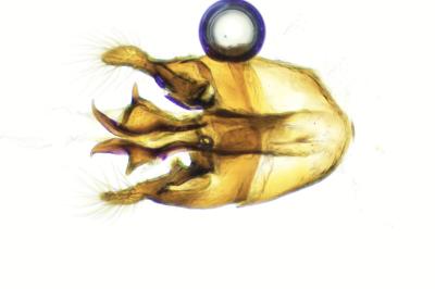 <i>Gastrallus laevigatus</i>