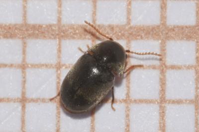 <i>Mesocoelopus niger</i>