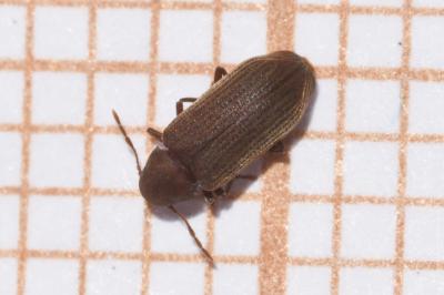 <i>Anobium</i>