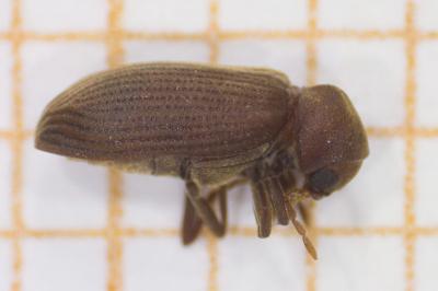 <i>Anobium</i>
