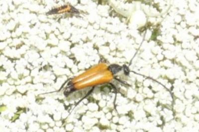 <i>Stictoleptura fulva</i>