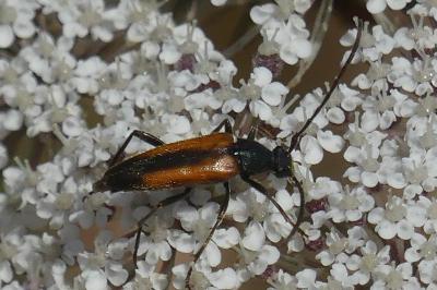 <i>Stenurella melanura</i>