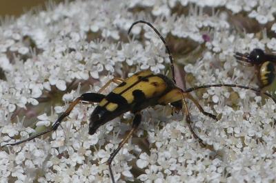<i>Rutpela maculata</i>