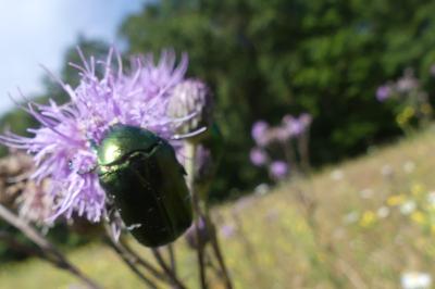 <i>Cetonia aurata</i>