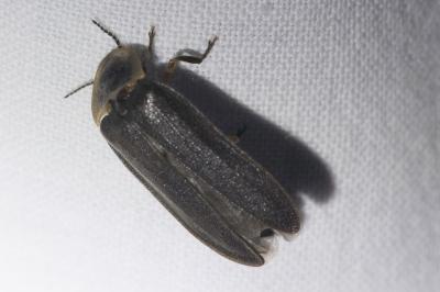 <i>Lampyris noctiluca</i>