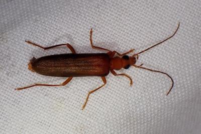 <i>Nacerdes carniolica</i>