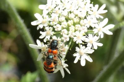 <i>Trichodes apiarius</i>