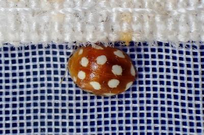 <i>Vibidia duodecimguttata</i>