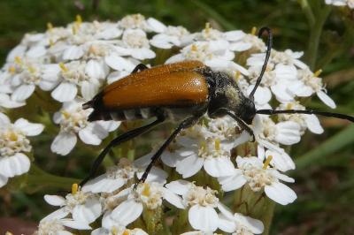 <i>Stictoleptura fulva</i>