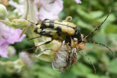 <i>Rutpela maculata</i>