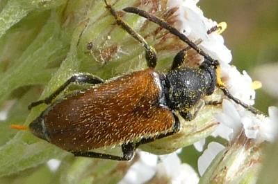 <i>Pseudovadonia livida</i>