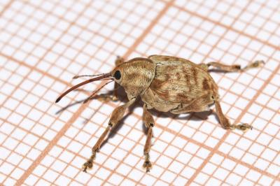 <i>Curculio pellitus</i>