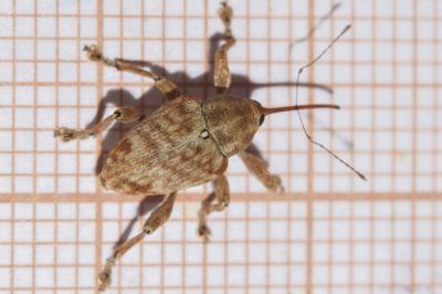 <i>Curculio pellitus</i>