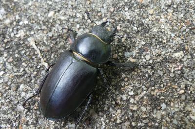 <i>Lucanus cervus</i>