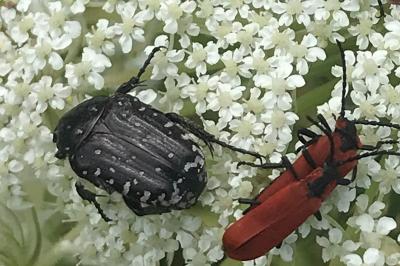 <i>Oxythyrea funesta</i>