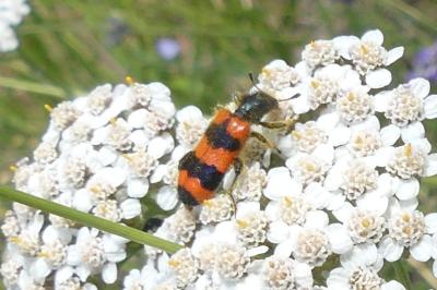 <i>Trichodes apiarius</i>
