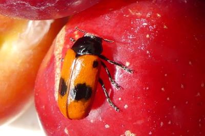 <i>Clytra laeviuscula</i>