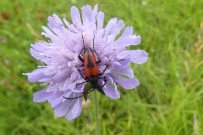 <i>Stictoleptura cordigera</i>