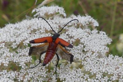<i>Stictoleptura cordigera</i>