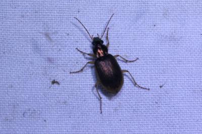 <i>Chlaenius vestitus</i>