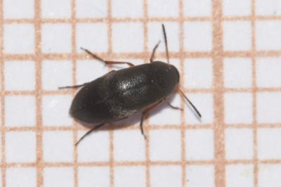<i>Anaspis frontalis</i>