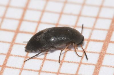 <i>Anaspis frontalis</i>