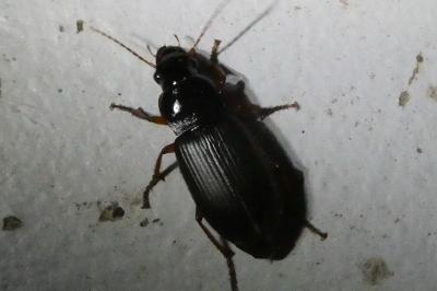 <i>Pseudoophonus rufipes</i>